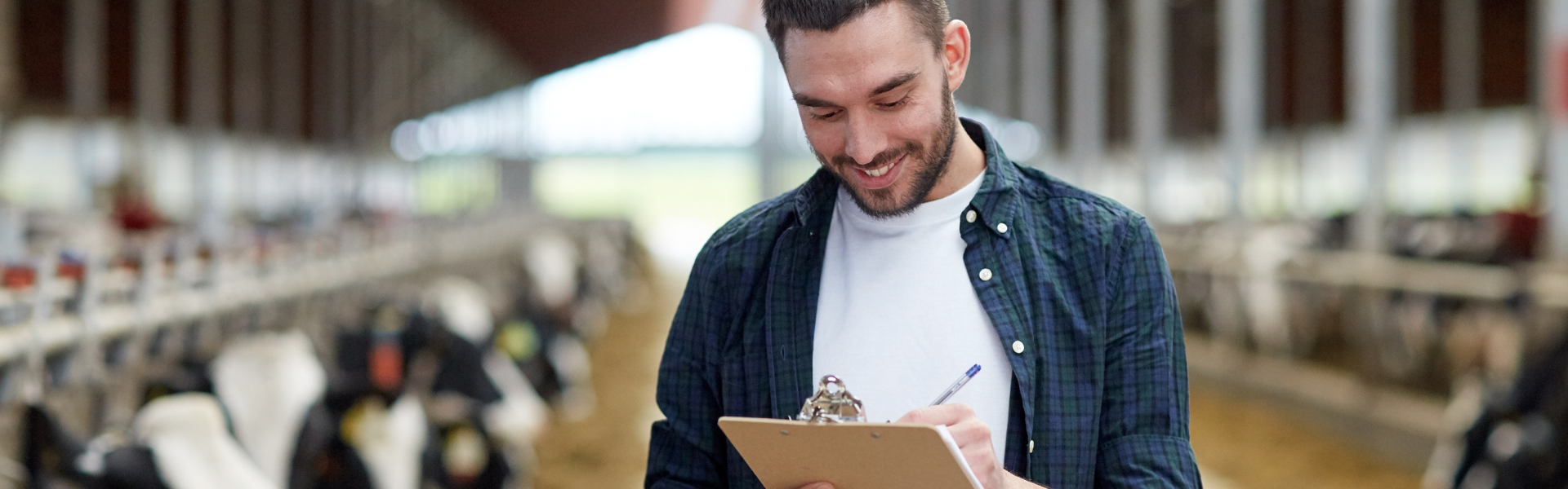 Na sliki je posameznik, ki opravlja oceno ali pregled na mlečni farmi, obkrožen z vrstami krav